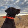duck_hunter17