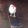 tamalito_07