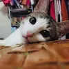 fish_the_catt