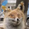 apkaguu_rlapa8o3o8