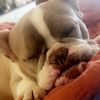 frenchiesandcoffee