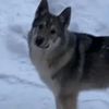 volk.odinosha1960gmail.c