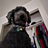 sharkdog04