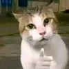 kitty_0373