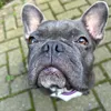 wilma.the.frenchie