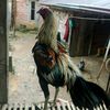randrasptr_2