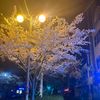 nguyenvannhan19