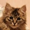 _love_cats4