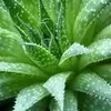 aloevera1694