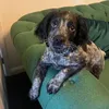 bobbypupp