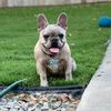 ivy_thefrenchie1