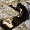 frisky_the_cat_44