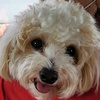 hayley_the_maltipoo