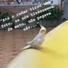 aliramarcia