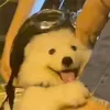 mcvavktb
