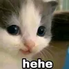 nihaofireshyt