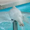 palomamn4