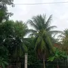 nellycardososilva