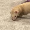 ferret49727