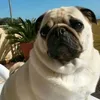 alfonsopollio