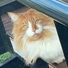 thegemmacat