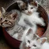 ana_sumbayak02
