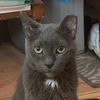 hissycats