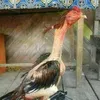 galo.de.combate