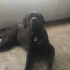 bigmastiffpup