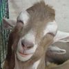 kambing.senyum
