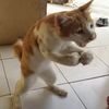 holycat6555