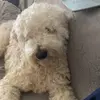 steve_the_goldendoodle