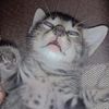 ibrahimjohan10gmail.com