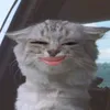 siiaapayaaaa