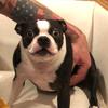 bowie_the_boston_terror