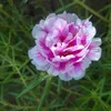 nguyenphuong_84