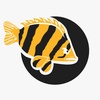 buddyfish.id