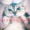 kittycatterrs