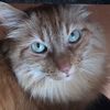 kitnmont
