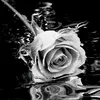 sary_cam
