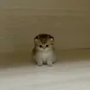 kittenkotty