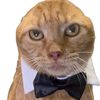 cheddarbobkitty