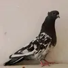 .aa.bb.39