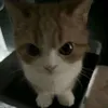 dthuajw