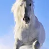 jonassupren