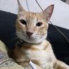 gatofumon32