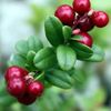 forest_berry