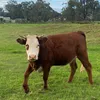 slipperydipintomyclit