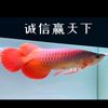 嘉伟龙鱼分享区