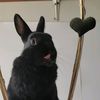 ninorabbit